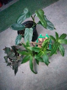 2 hanging and I climber plants combo