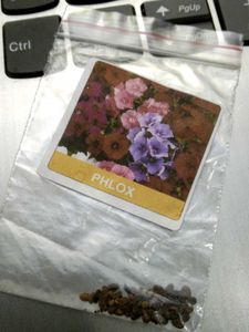 Phlox Flower Seeds