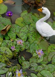 water lily for sale