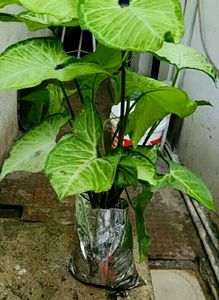 Arrowhead Plant🪴