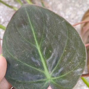 Copper Color Shading Money Plant's Cuttings