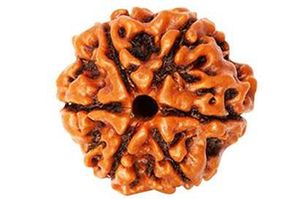 6 मुखी रुद्राक्ष | प्राकृतिक एवं ओरिजिनल छह मुखी र