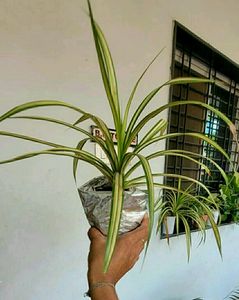 Set 2 Pandanus veitchii Plant 🌵