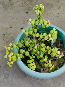 Miniature Jade Bonsai Tree