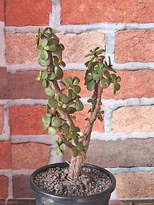 Lucky Jade Plant