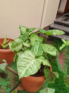 Plant -Syngonium.... Green N White Va