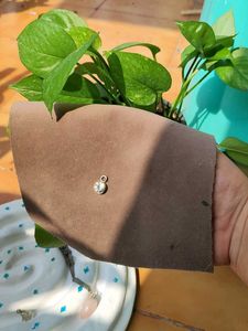 Rose Quartz Pendent Lot