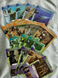 JungleLife Animal Card Game with tin box