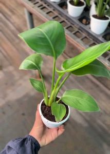 Philodendron Plant