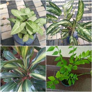 16 live root plants