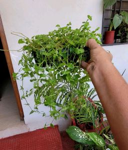 Pack 2 Zebronics &amp;Tradescantia fluminensis Pl