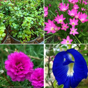 Diwali 🎇 offer Four combo flower plant
