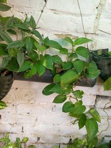 Money Plant Sapling