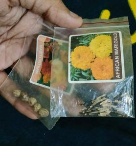 Summer Season Flower Seeds Combo