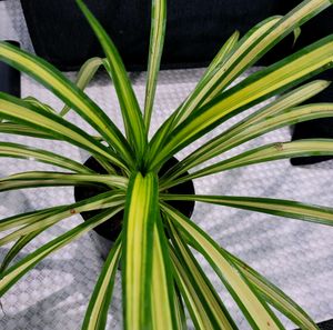 🪴 Pandanus Veitchii Plant 🌱&amp; pot