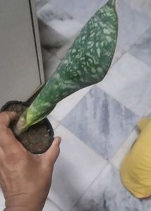Beautiful whale fin Snake Plant