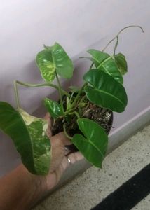 Variegated Philodendron burl marx