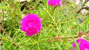 Pink flowering plant 🌸moss Rose