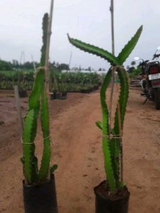 RED Dragon Fruit Plant 🌵🌵🌵