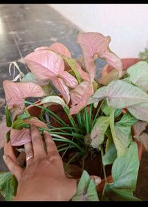Plants For Nilay64