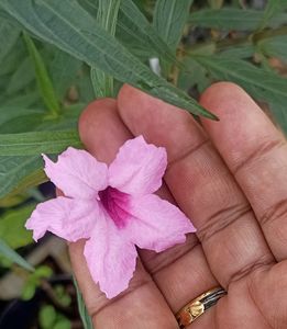 Freshly Harvested White Adenium Seeds
