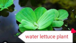 11 Plants Mixed Varieties Well Rooted