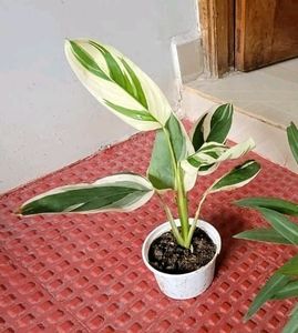 Pack 2 Nevernever &amp; Money Plant 🌵&amp; Pot