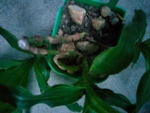 2 hanging and I climber plants combo