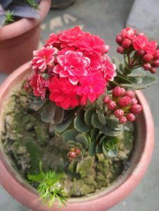 kalanchoe plant