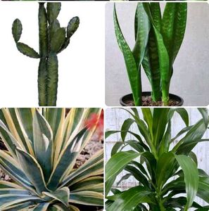 COMBO OF 4 AIR PURIFIER PLANTS