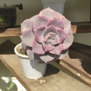 Succulents