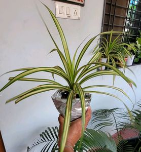 Pack 2 Nevernever &amp; Pandanus veitchii Plant 🪴&amp;Pot