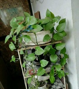 Evergreen Money Plant 🌵