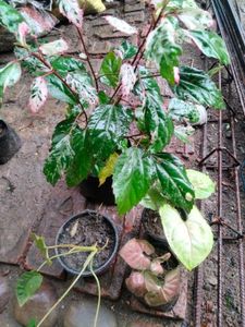 varigated habiscus(red flower) ,philo and snygo