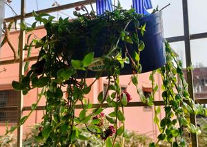 Trailing  Plant