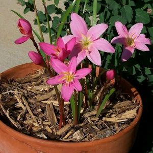 Pink Rain Lily Seeds(Harvested From my Garden)