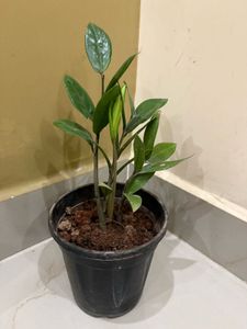 ZZ Plant in Black Pot