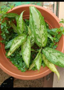 Plants