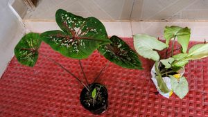 Pack 2.) UJJAISEEDS rare polka &amp; Arrowhead Plant