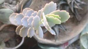 combo of 7 Beautiful Succulent Plant