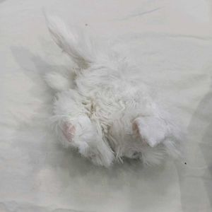 Cute Fluffy🤎 White Kitten Plush Toy