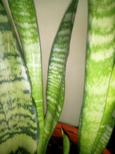 Real Snake Plant