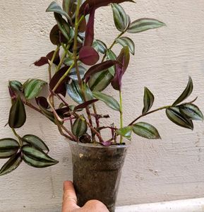 Combo Zebrina Plant🪴&amp; pot