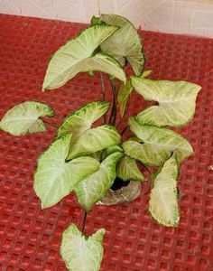 2 Combo arrowhead Plants 🌱
