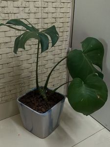 Beautiful Monstera Plant for Your Home