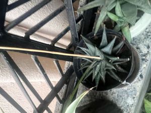Haworthia Zebra Plant