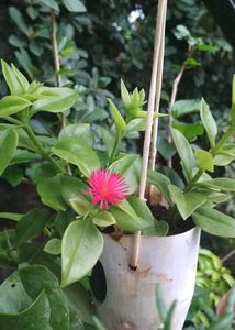 Cute Potted Baby Sunrose Plant