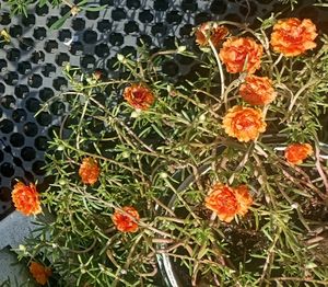 Combo Of 3 colour Portulaca Cutting And Seeds