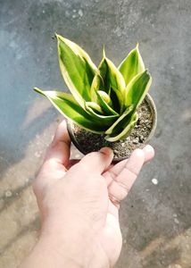 combo of 3 Snake Plant
