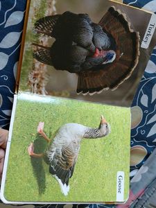 My First Book of Farm Animals